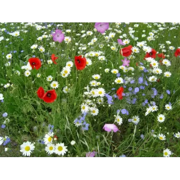 Amestec de seminte Flowers of the Countryside 1 Kg